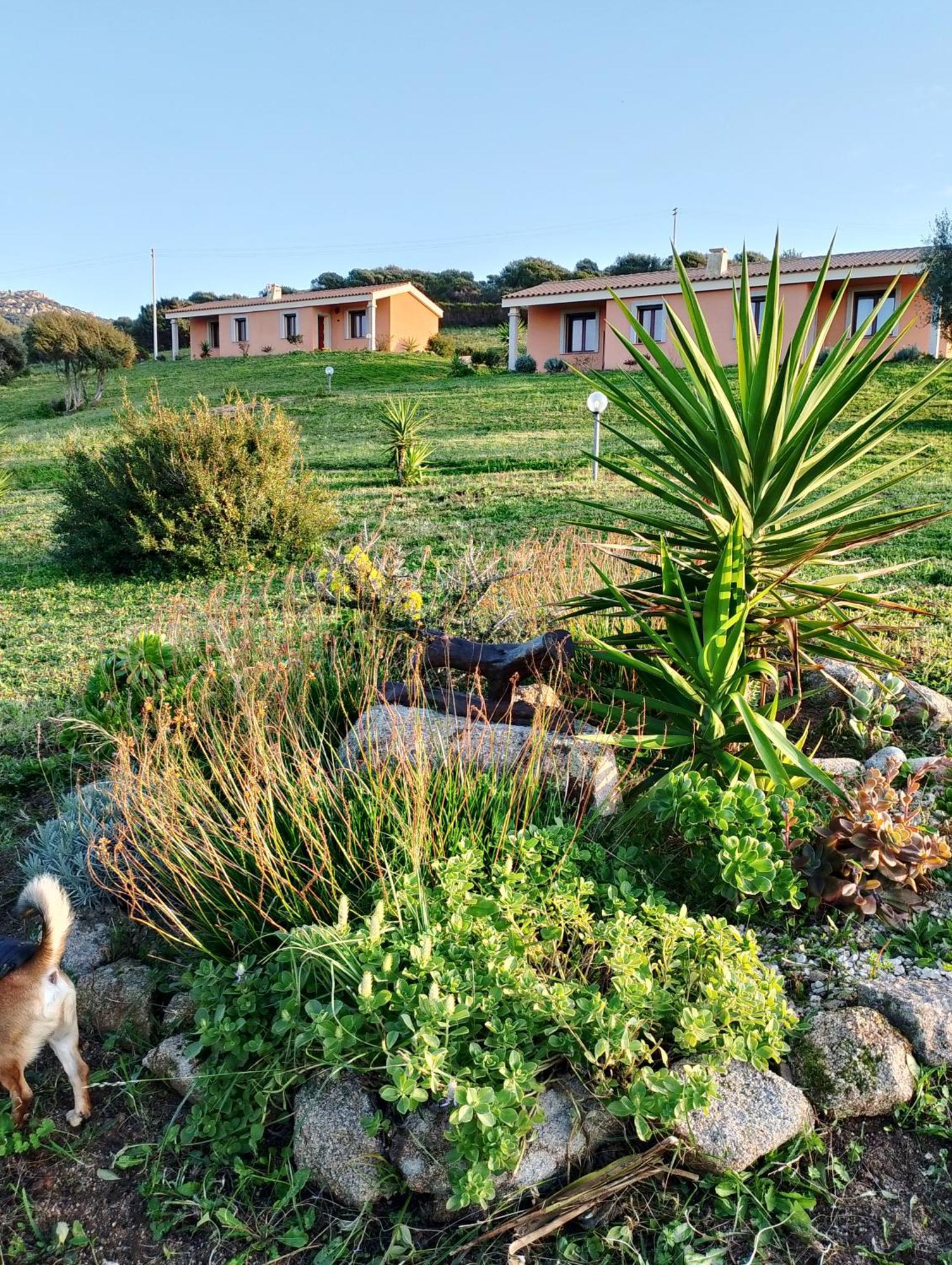 Gli Olivastri Con Piscina,Solarium, Vista Mare ,Sole -Mare E Tanta Natura ,Climatizzatore,Wifi 아글리엔투 외부 사진